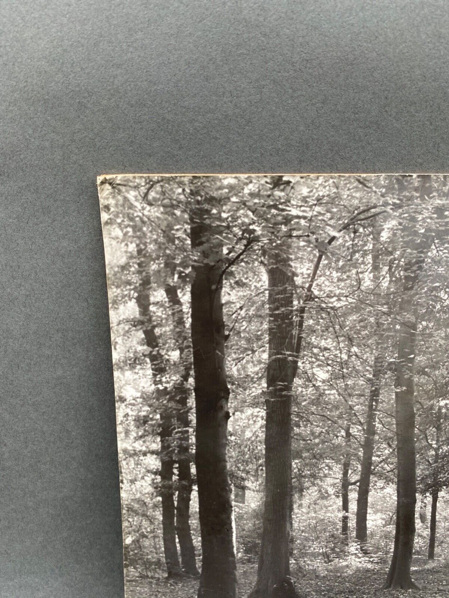 Photo argentique Bernard Darot Coulée de soleil dans les feuillus XXe