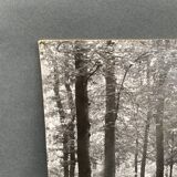 Photo argentique Bernard Darot Coulée de soleil dans les feuillus XXe