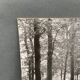 Photo argentique Bernard Darot Coulée de soleil dans les feuillus XXe