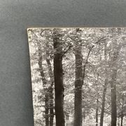 Photo argentique Bernard Darot Coulée de soleil dans les feuillus XXe
