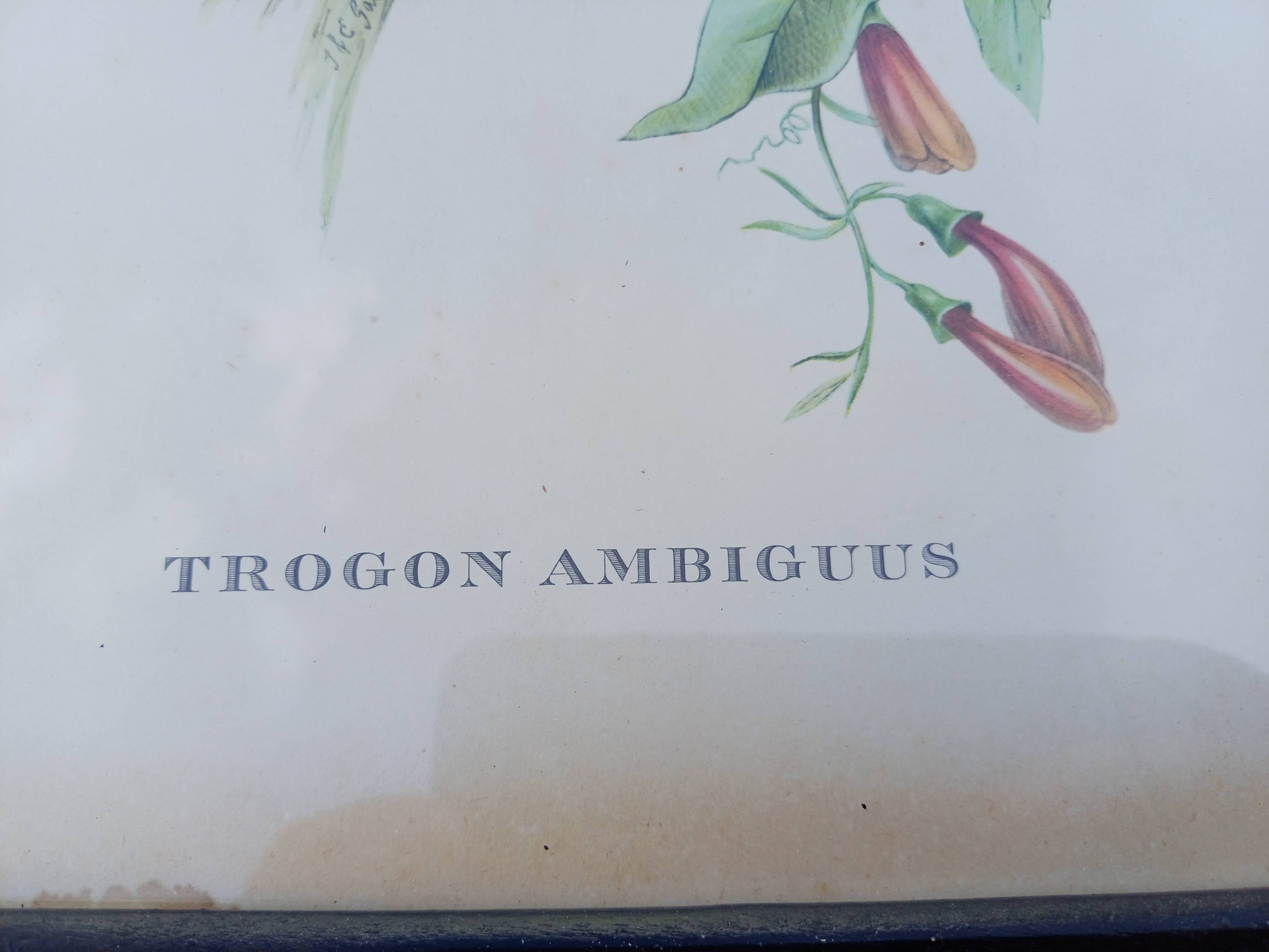 12 Lithographs “Birds of the World”