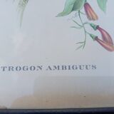 12 Lithographs “Birds of the World”