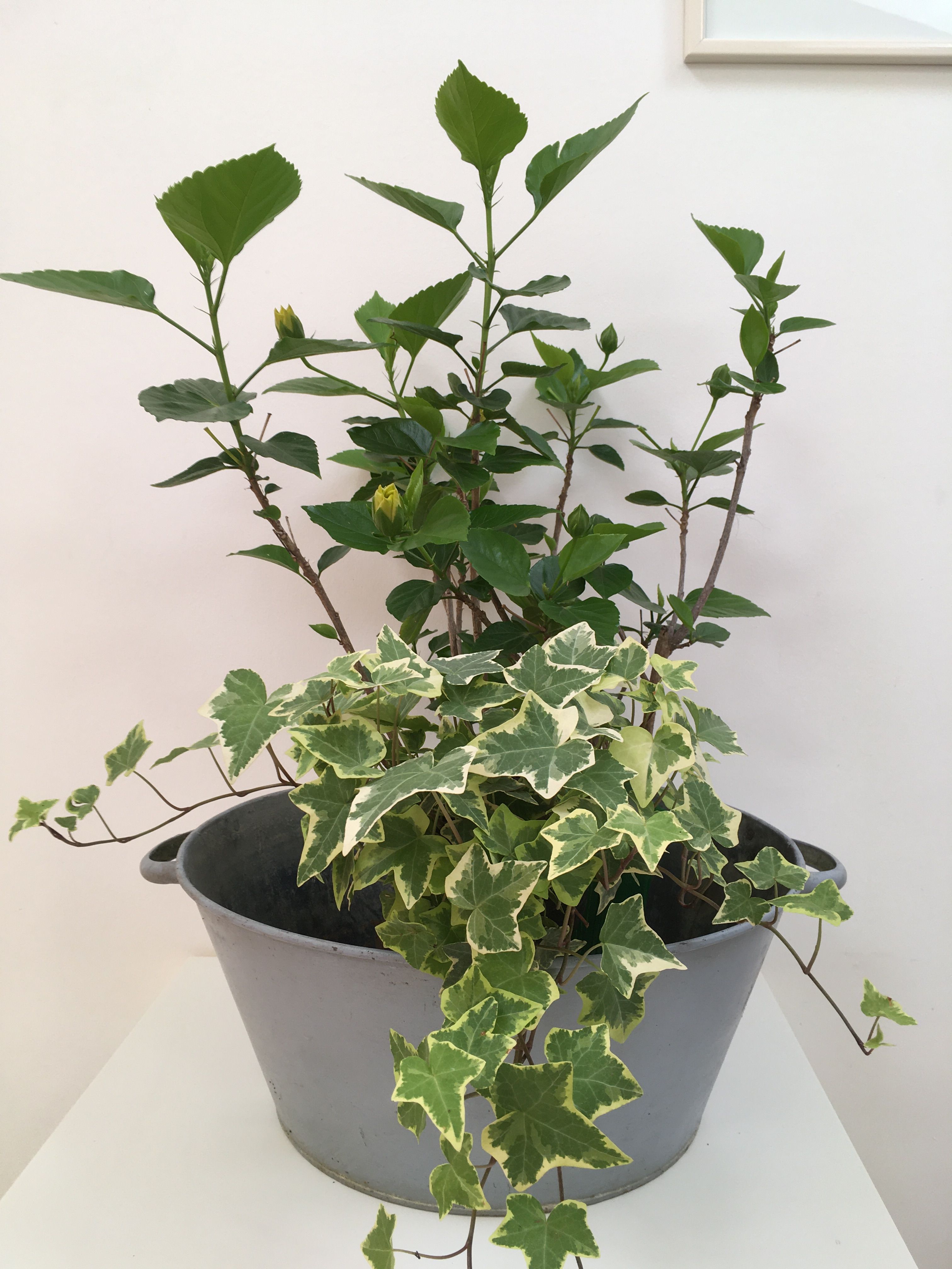 Ancienne bassine en zinc cache-pot 40 cm