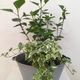 Ancienne bassine en zinc cache-pot 40 cm