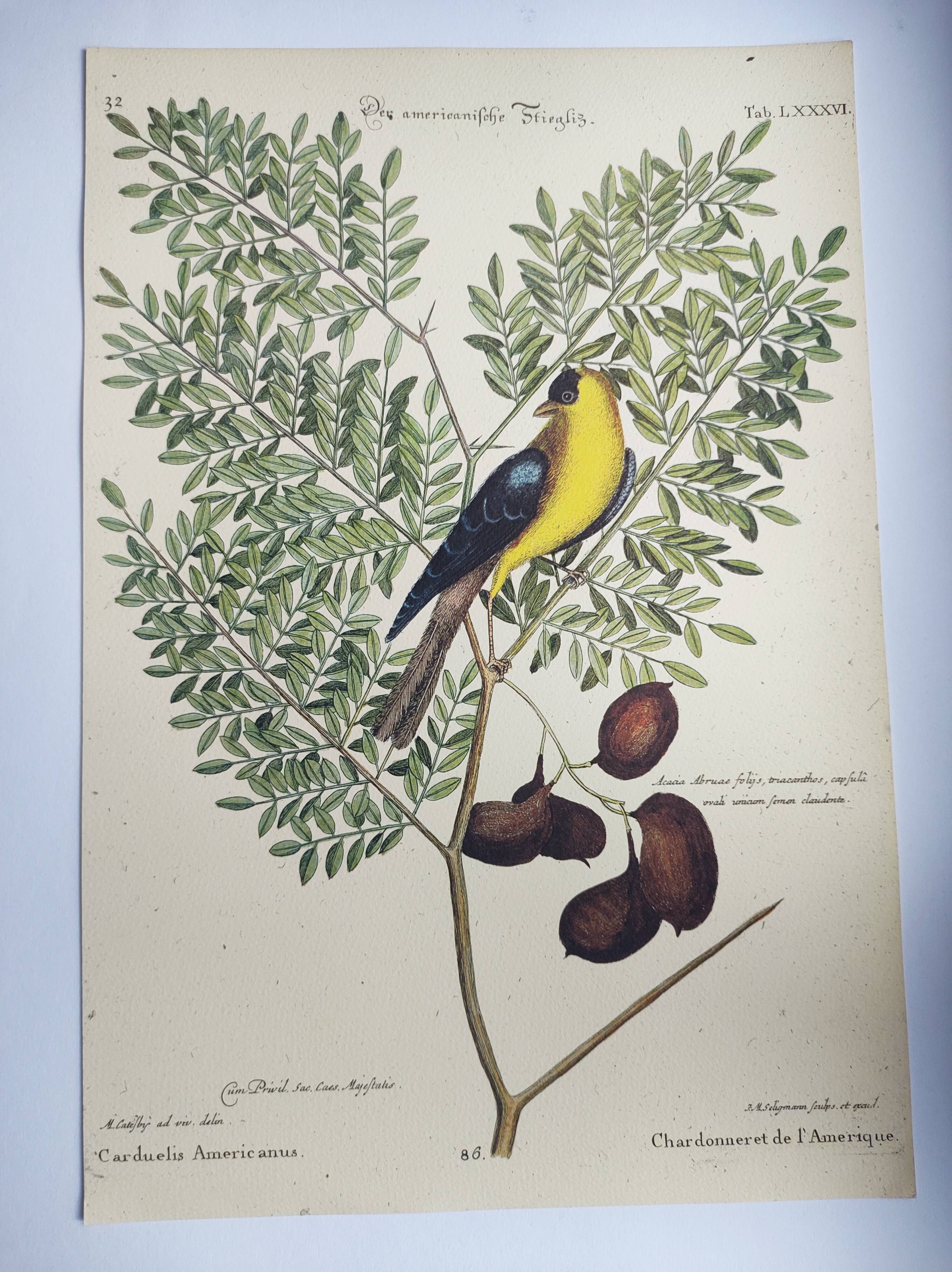 Gravure ancienne oiseau -Chardonneret- Image nature de Seligmann & Catesby
