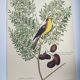 Gravure ancienne oiseau -Chardonneret- Image nature de Seligmann & Catesby