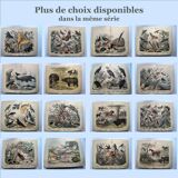 Gravure ancienne 1886 - Coquillages et mollusques 1.Lithographie planche