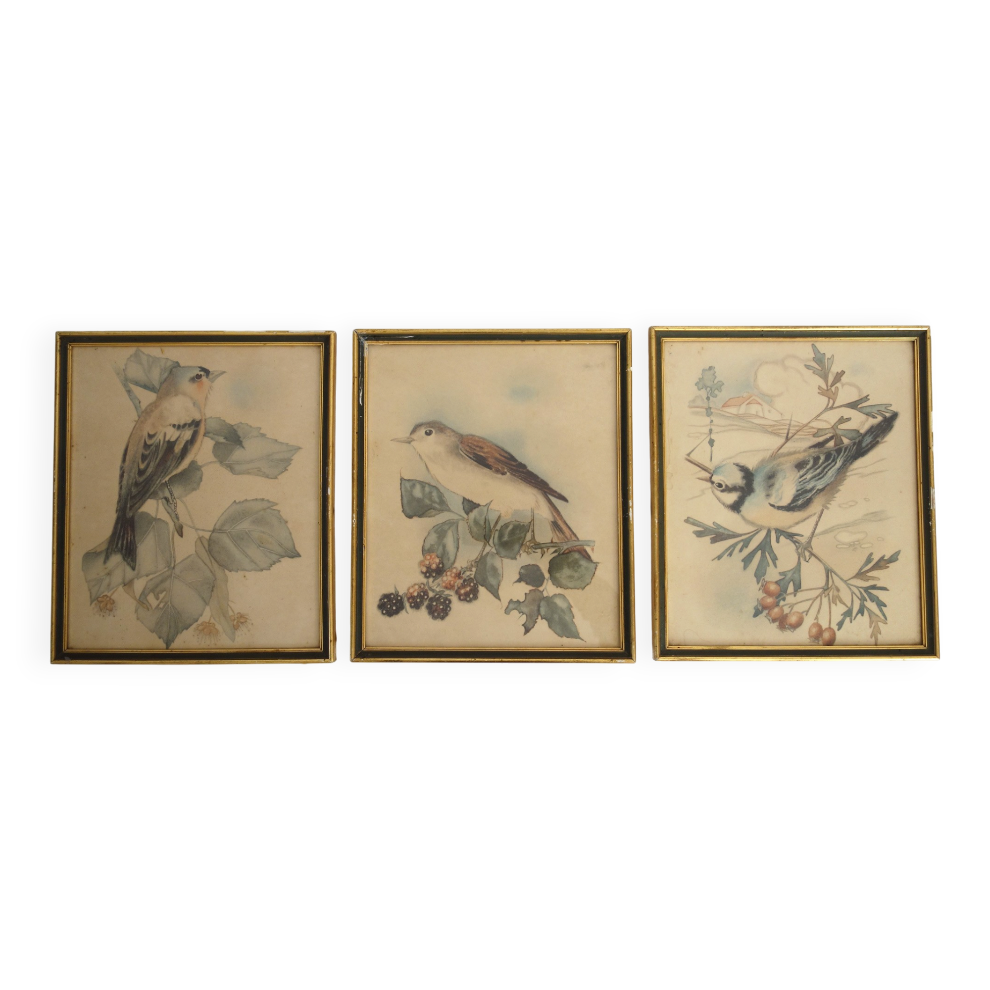 3 framed bird lithographs