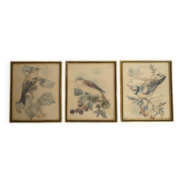 3 framed bird lithographs