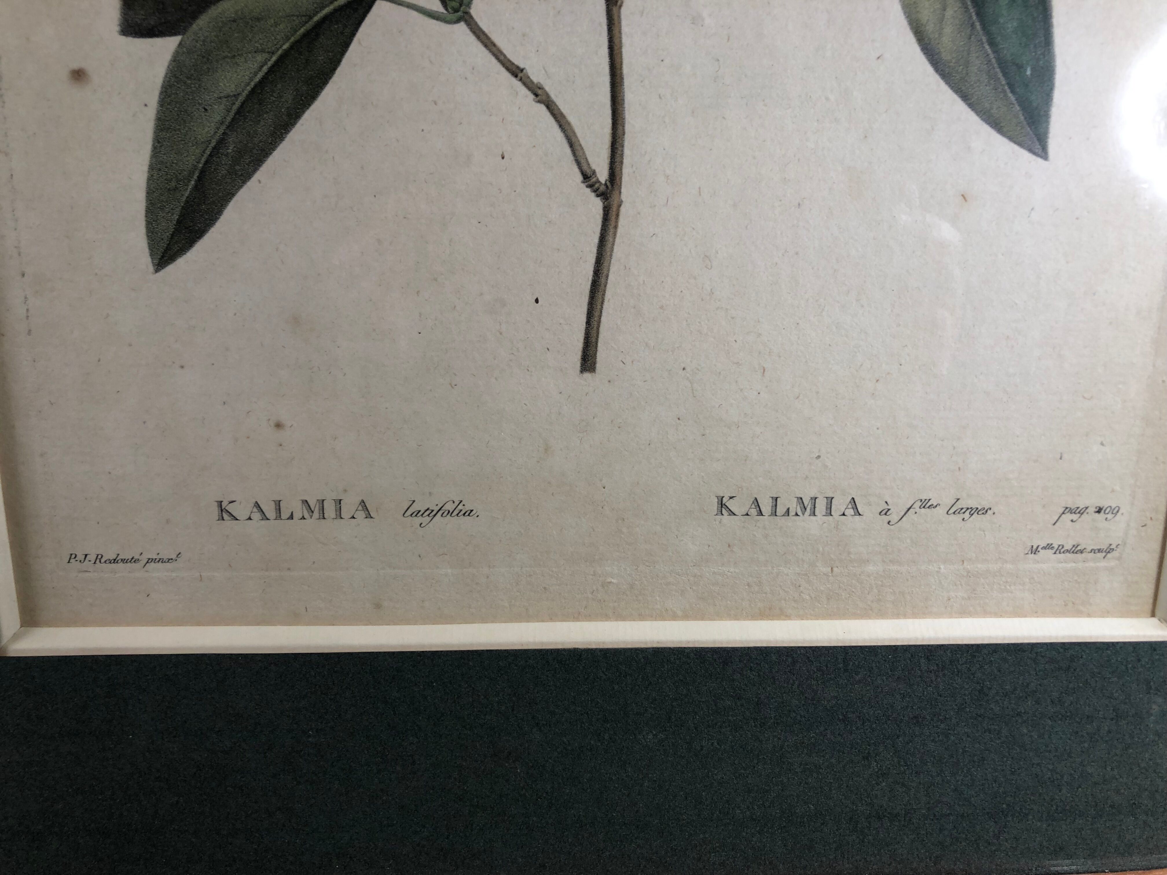 Poster board botanical illustration framed 19th flower Kalmia