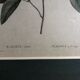 Poster board botanical illustration framed 19th flower Kalmia