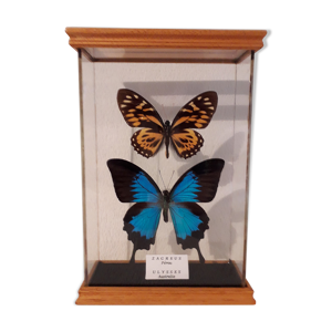 papillons sous verre