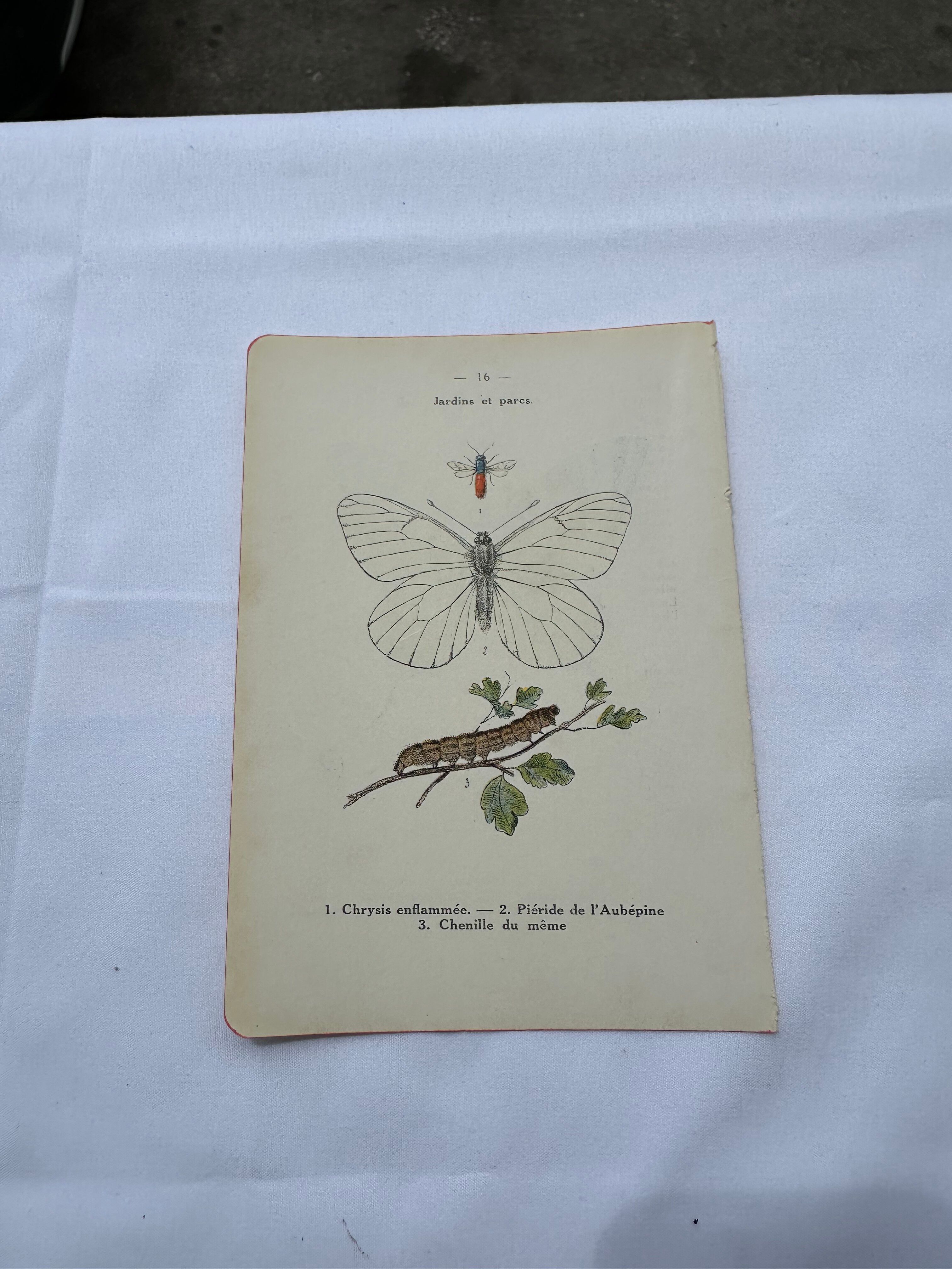 Old botanical lithograph naturalist double-sided