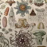 Lithograph on oceanography - 1900