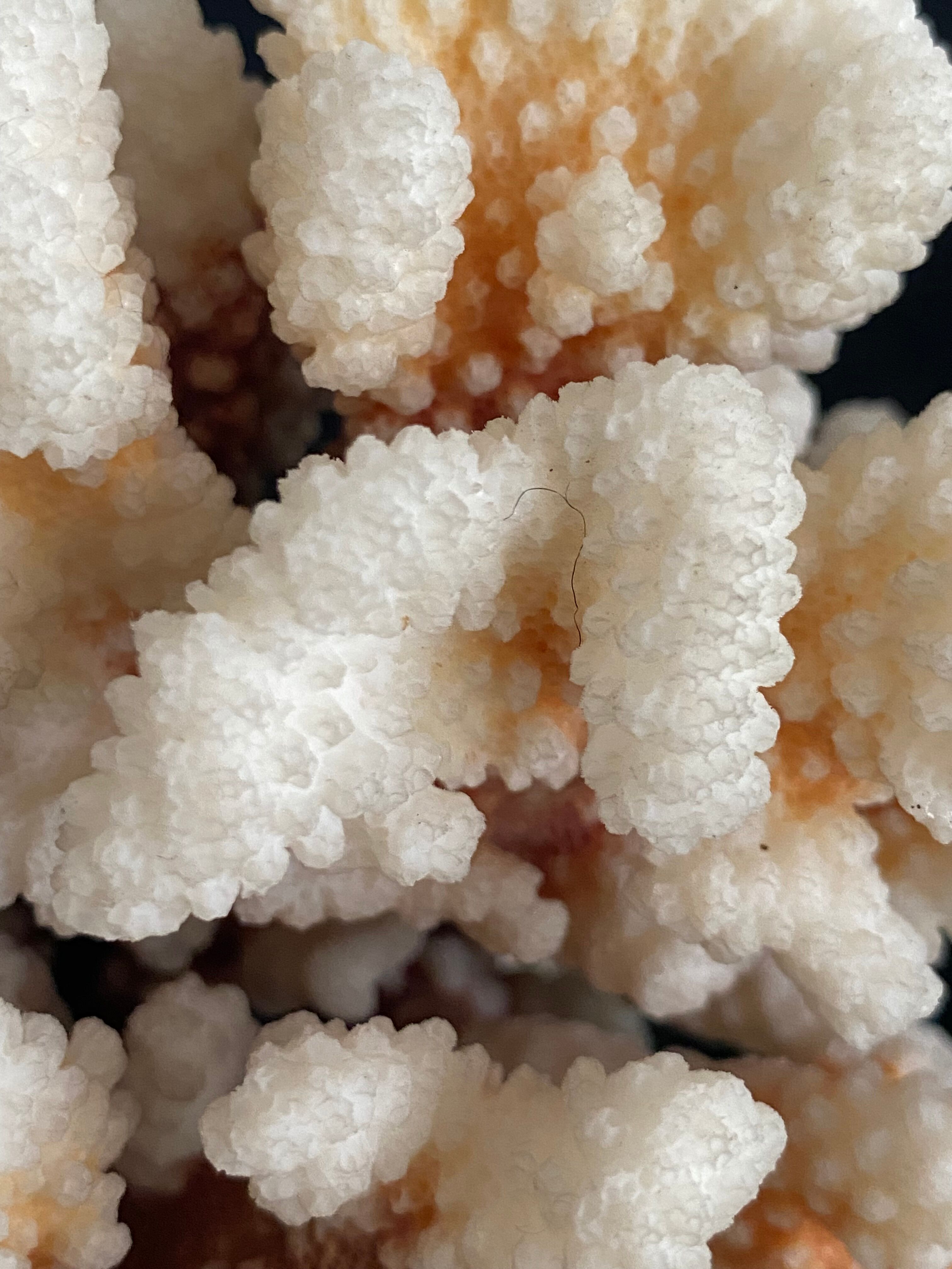 Coral XXL on its foot