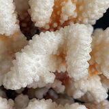 Coral XXL on its foot