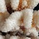 Corail XXL sur son pied
