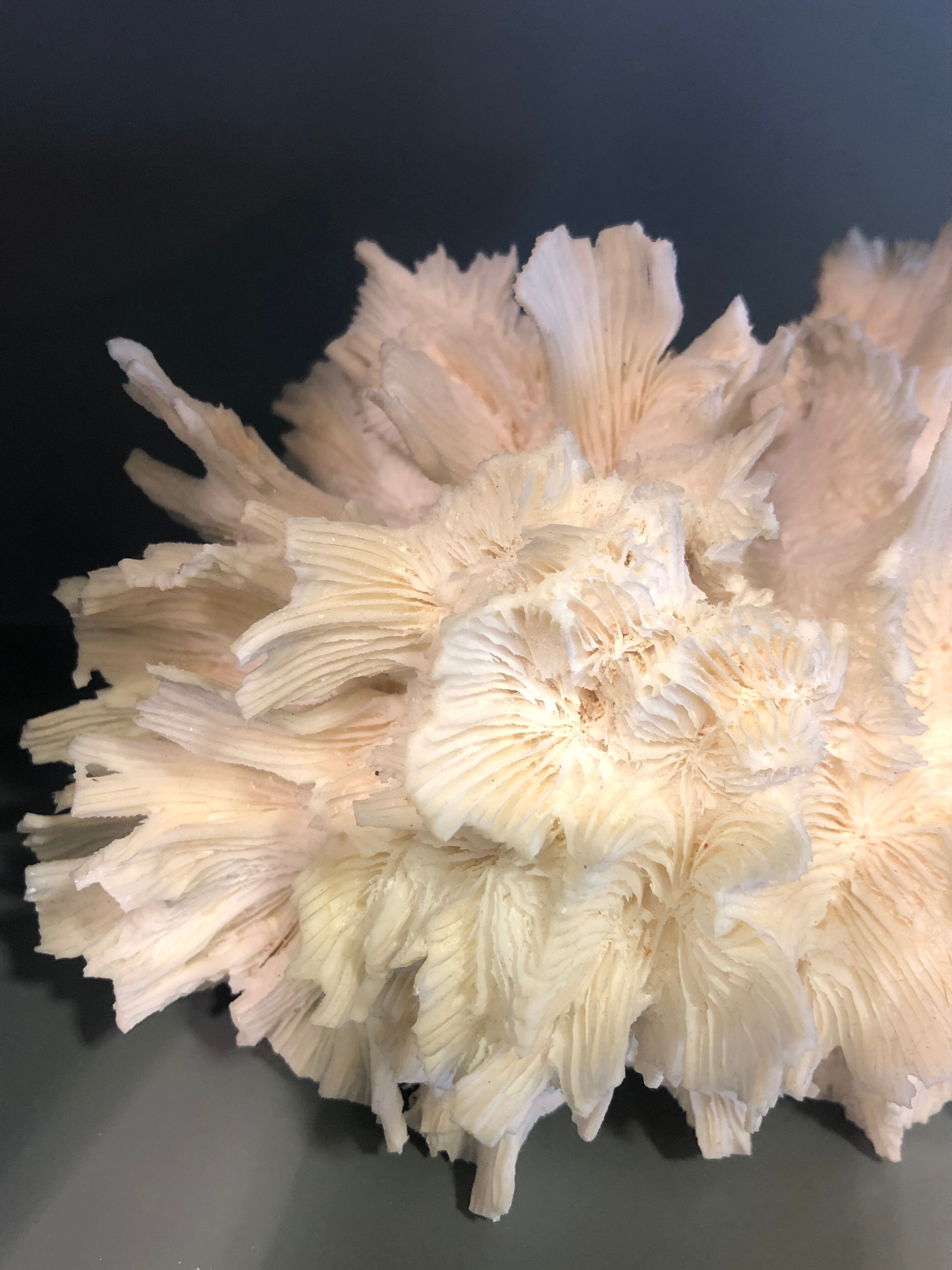 Ancient coral