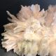 Ancient coral