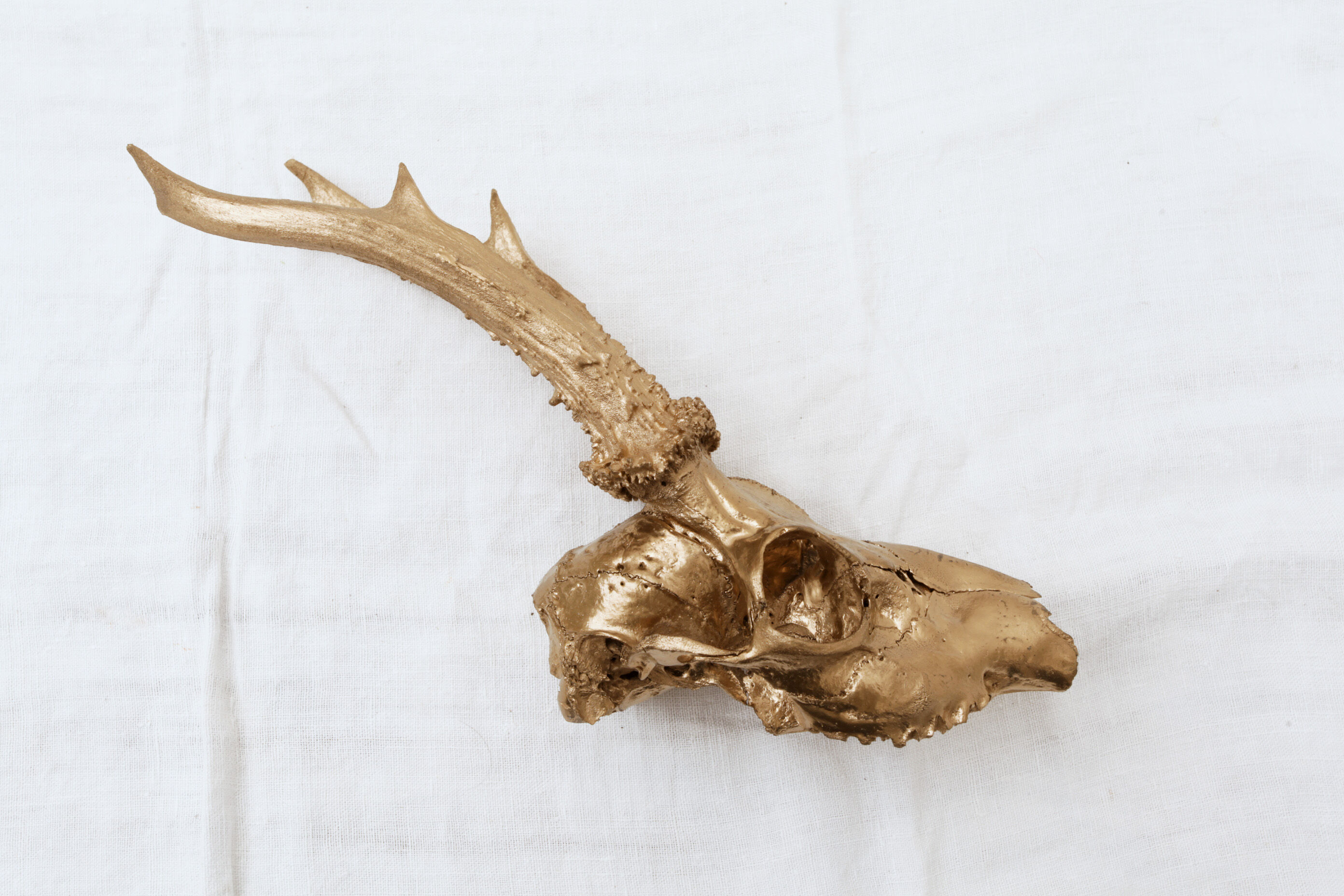 Chevreuil cornes massacre or - Taxidermie