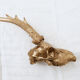 Chevreuil cornes massacre or - Taxidermie