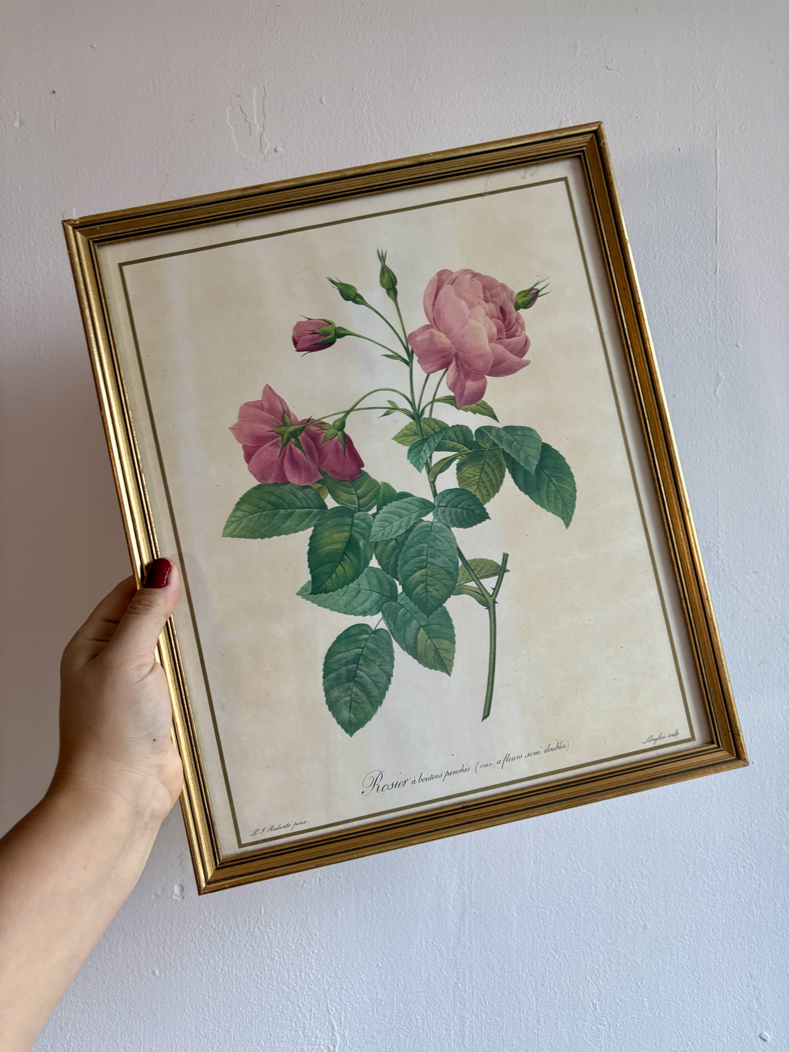 Old frame Redouté roses