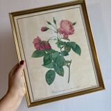 Old frame Redouté roses