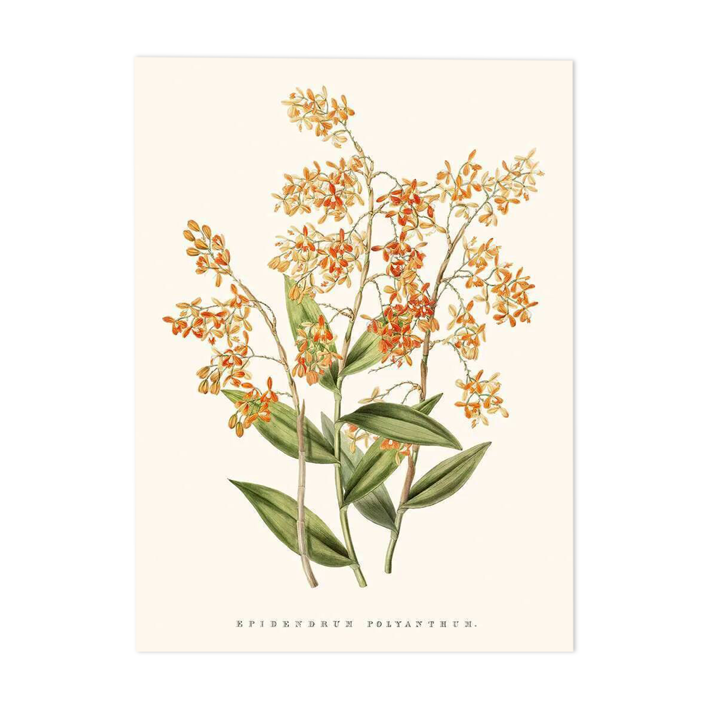 Illustration botanique vintage Epidendrum Polyanthum orchidée
