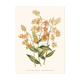 Illustration botanique vintage Epidendrum Polyanthum orchidée