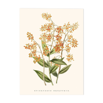Vintage botanical illustration of Epidendrum Polyanthum orchid.
