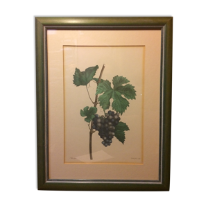 Planche botanique vignes avec cadre