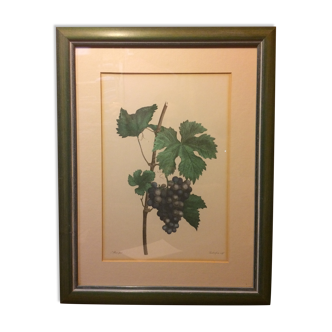Planche botanique vignes avec cadre bois vert vintage