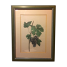Planche botanique vignes avec cadre bois vert vintage