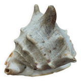Large cornuta shell