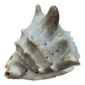 Large cornuta shell