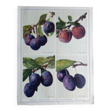 40s poster on plums