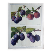 Affiche années 40 sur les prunes