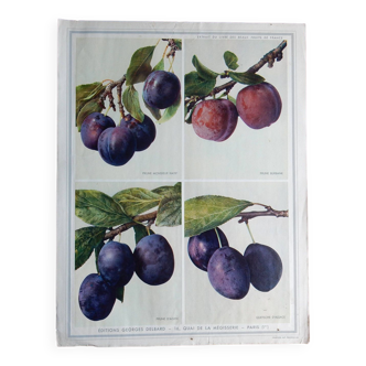 40s poster on plums
