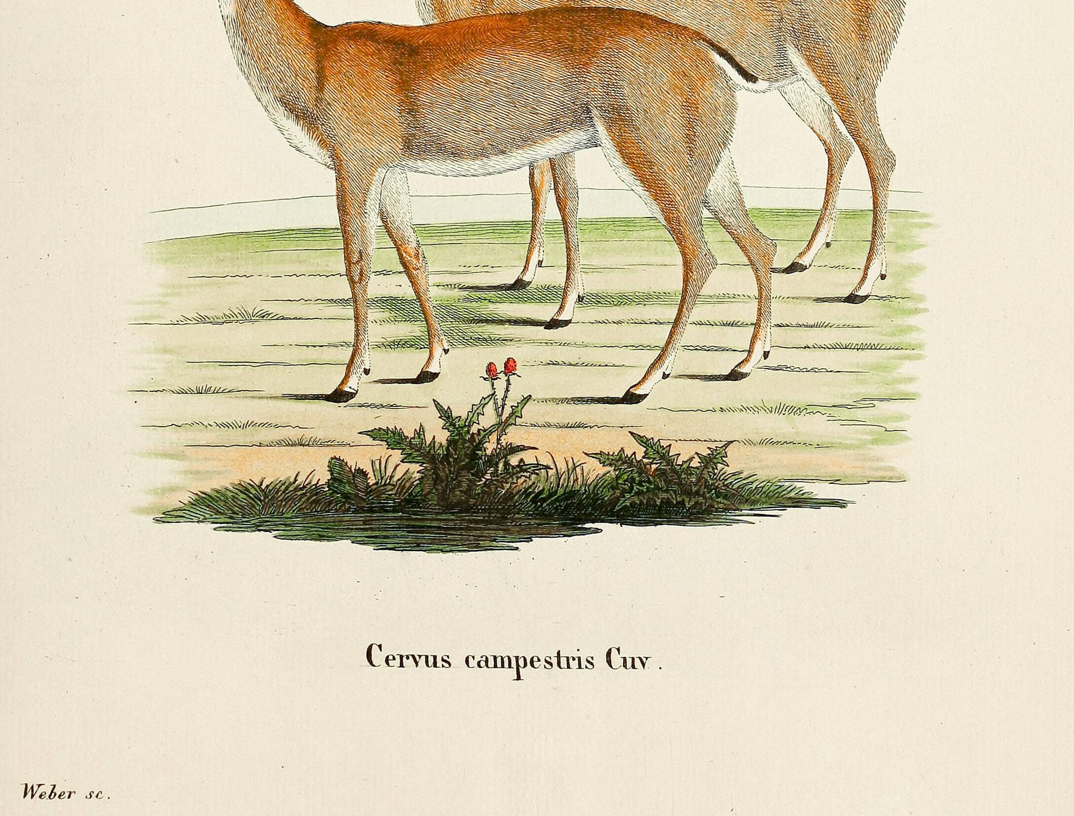 Poster about the pampas deer, based on an old engraving from 1774.