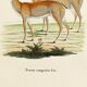 Poster about the pampas deer, based on an old engraving from 1774.