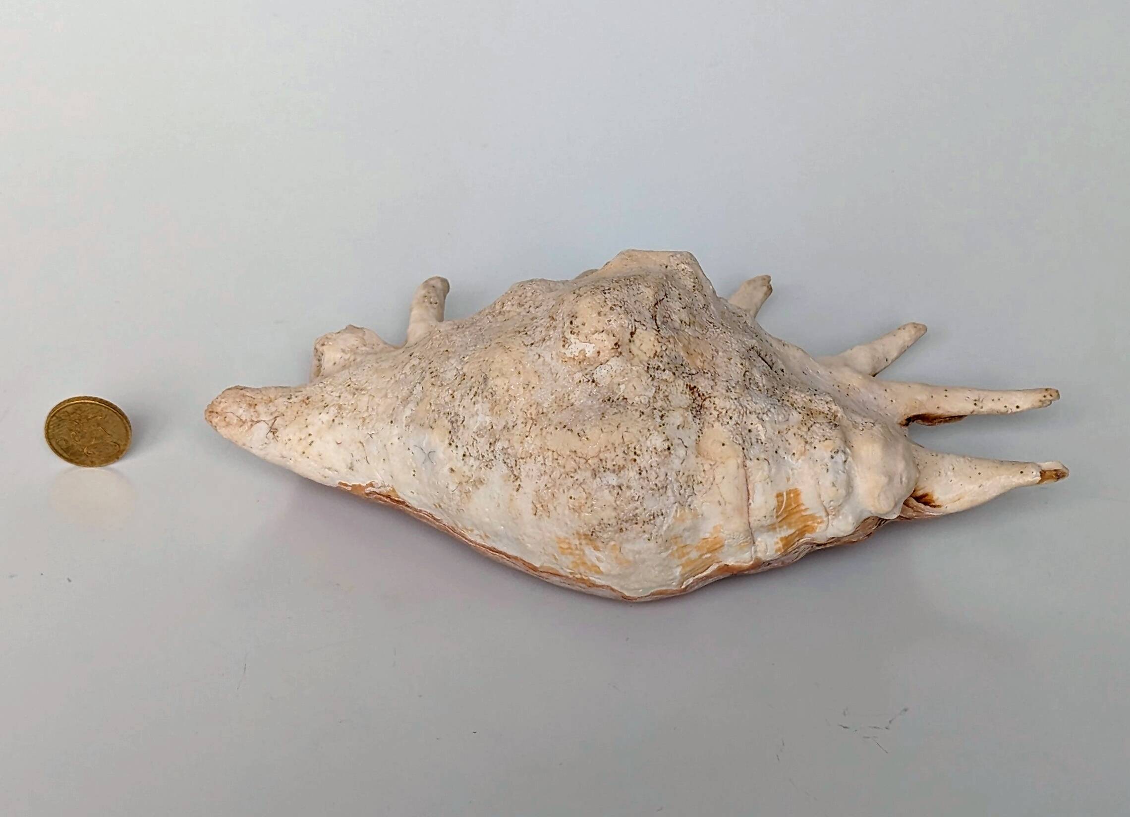 Large pink shell - Large Lambis - Strombidae - Lambis Truncata with 7 digitizations