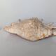 Large pink shell - Large Lambis - Strombidae - Lambis Truncata with 7 digitizations