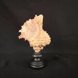 Old Murex conch shell on turned wooden base Napoleon III vintage cabinet of curiosities