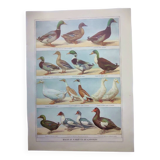 Old engraving from 1920 - Ducks - Original plate - by A. Millot