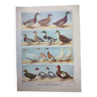 Old engraving from 1920 - Ducks - Original plate - by A. Millot
