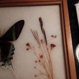 Framed Butterfly Urania-Leilus