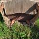Paire de fauteuils crapaud