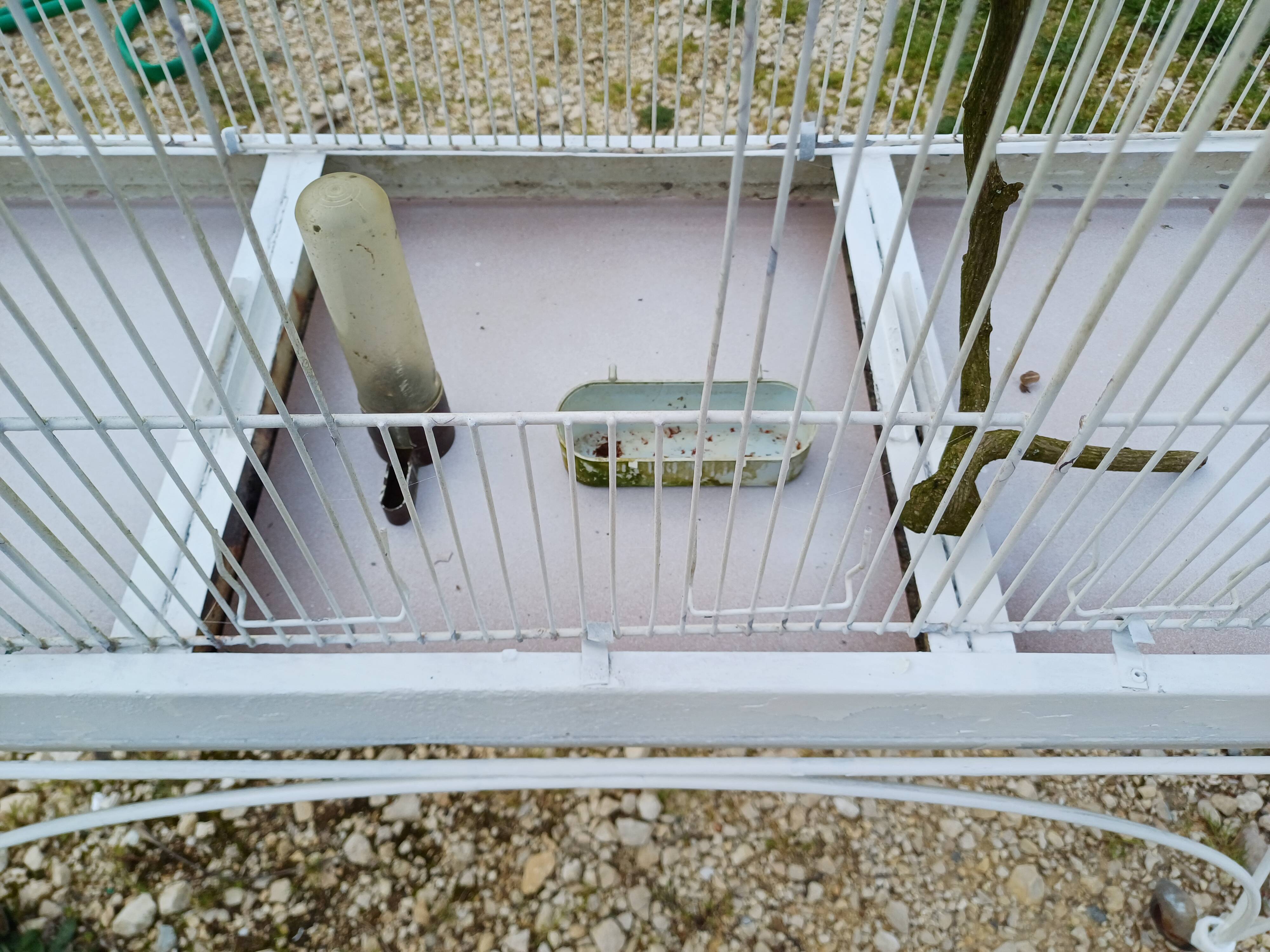 Cage à Oiseaux Fer 1900