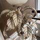 Plant lamp in the style of Sergio Terzani 1970