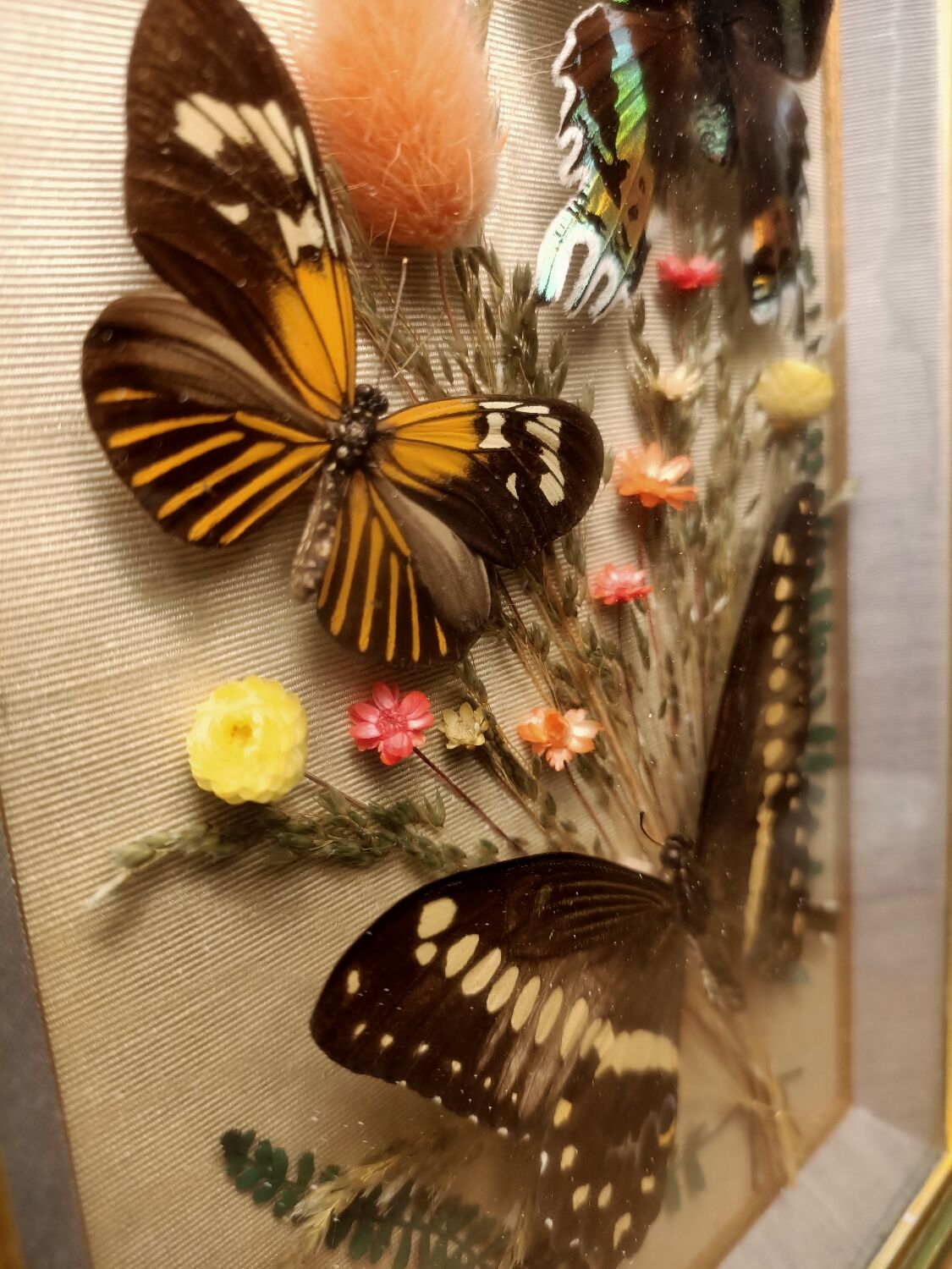 Cadre vitrine papillons